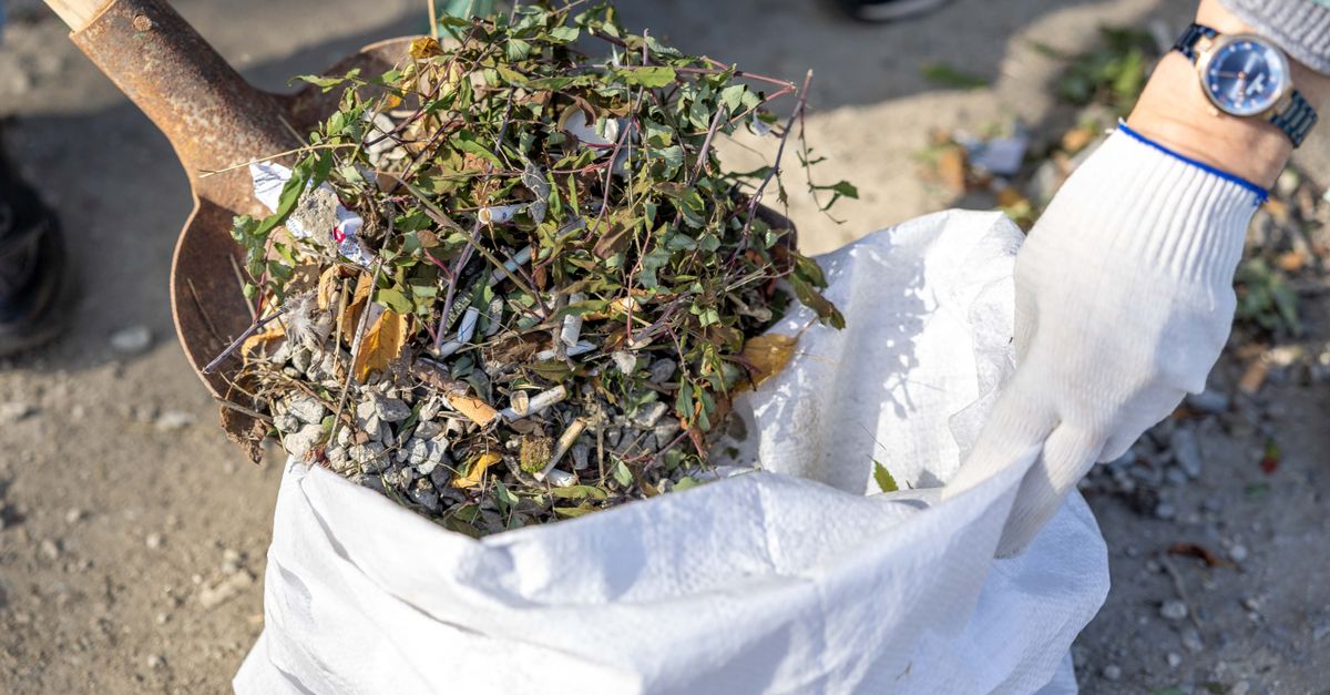 Close-up of a person cleaning up weeds with a shovel and a garbage bag outdoors.