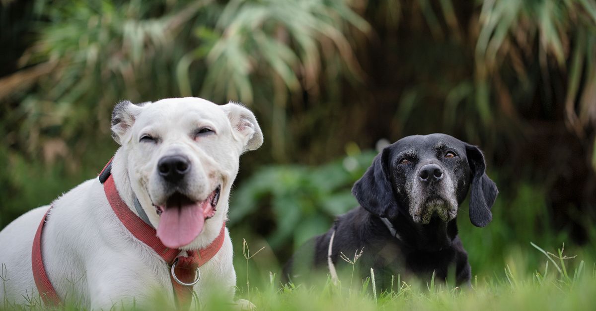 Two dogs enjoying a peaceful moment in nature, showcasing friendship and contentment.