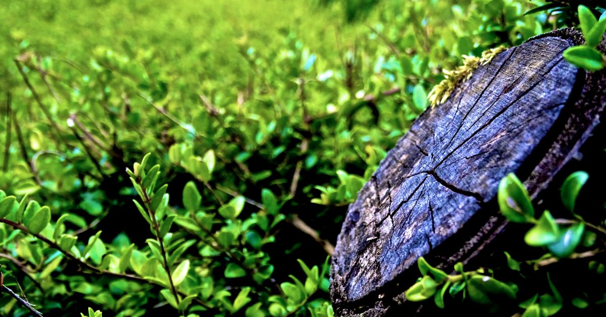 Detailed close-up of a tree stump surrounded by vibrant green leaves, showcasing nature's growth.